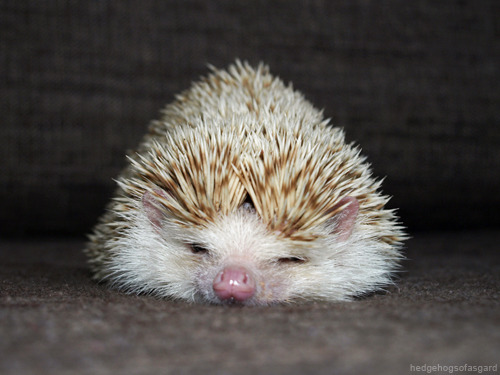 hedgehogsofasgard:  She looks like a lil avocado 