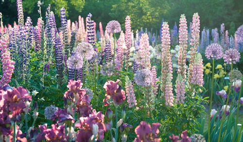 floralls: Cottage garden by  Georgianna Lane 