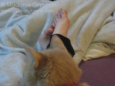 mmegryphon:  Ok, you delightful weirdos, since the posts with my cat get all the
