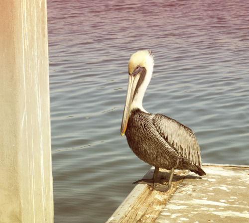 what a handsome bird!!!