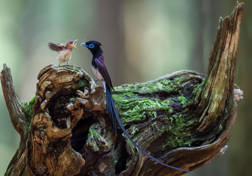 boredpanda: Birds Taking Care Of Their Babies