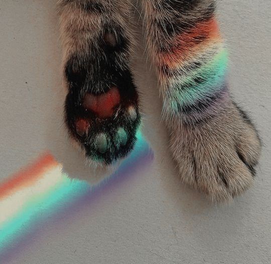 friendly-animals:  Follow me for more cute animals! (: