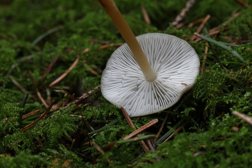 Probably Strobilurus tenacellus - Pinecone Cap? by miketaylor11 on Flickr.