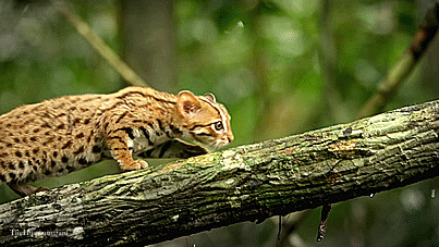 theperfectworldwelcome:  thehumming6ird:The Rusty Spotted Cat ~ ‘The smallest feline
