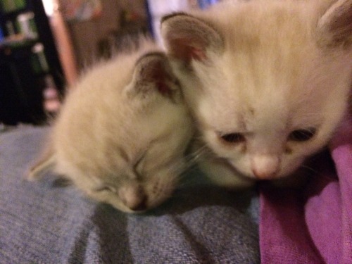 petitetimidgay: This is munchkin and buttercup. They like to take naps and cry (just like me). Hope 