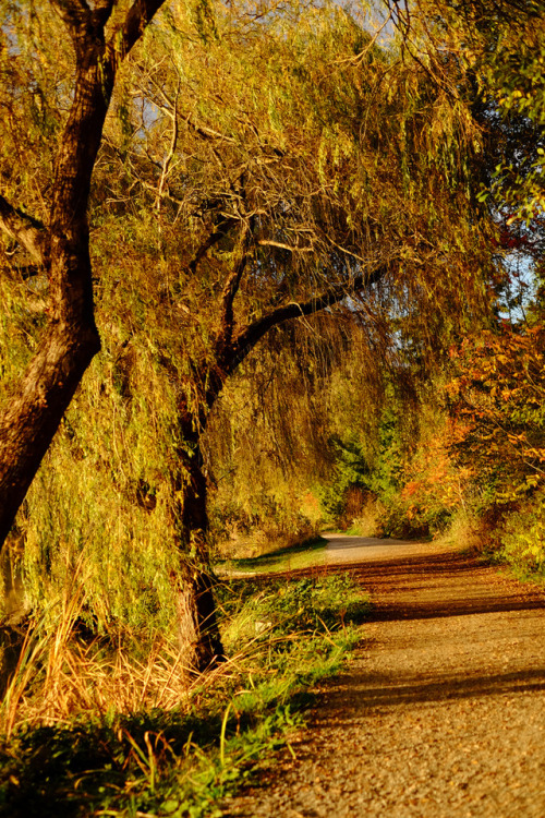 autumn - lost lagoon, stanley parkvancouver, bc