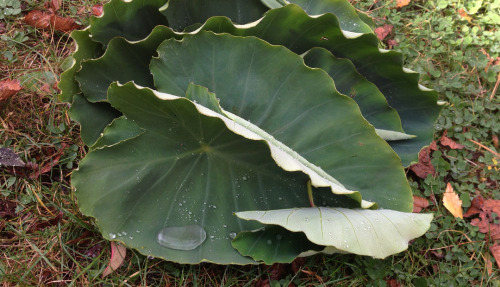 hqcreations:hqcreations:Harvesting TaroRemember all the supermarket bought taro I planted earlier th