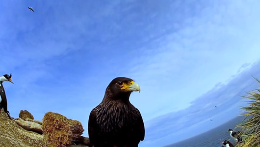 Falcon steals camera, takes impressive footage of penguin colony
If you really want to get insider footage for a nature show, leave the filming to the birds.