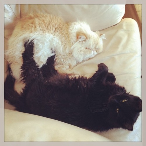 lucifurfluffypants: I’m not sure Pandora understands the concept of snuggling. (Submitted by S