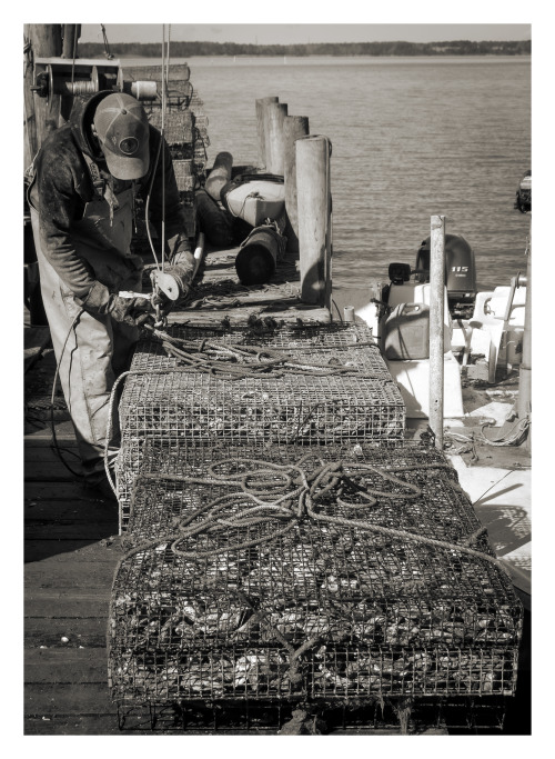 Cappahosic Oyster Company, on the north bank of the York River, Gloucester County, Virginia. 