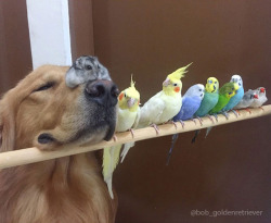 tastefullyoffensive:  Bob the golden retriever is best friends with eight birds and a hamster.(photos via @bob_goldenretriever/imgur)