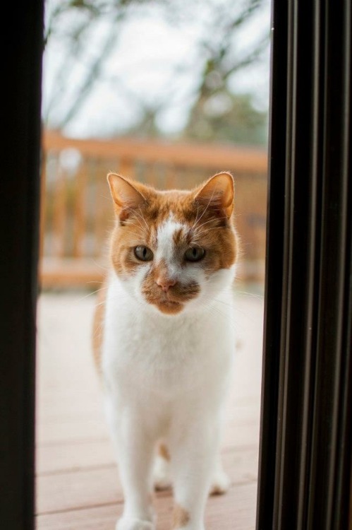 My old buddy Harvey, who accidentally matched the furniture. Photos by my friend, Ichigo Takikawa.(s