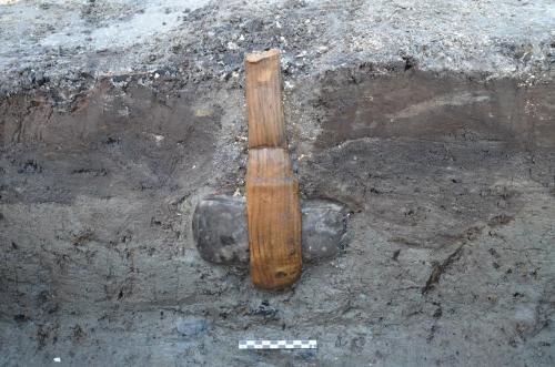 Axe with intact shaft uncovered at Rødbyhavn, Denmark. Dates to the Stone Age, about 5,500 ye
