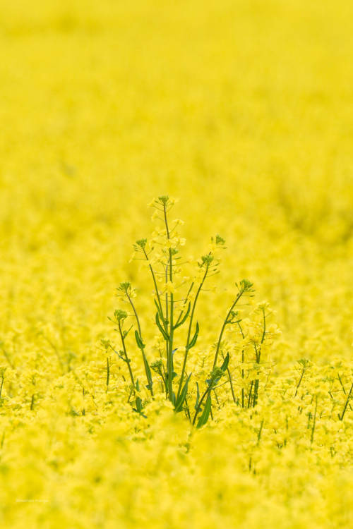 2) The second series of pictures of the rape blossom. I would have liked to present more birds, but 