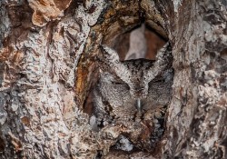    This master of disguise, or better known as an eastern screech owl, is barely visible at the entrance to a tree hole - thanks to its perfectly evolved camouflage. The owls have either rusty or dark grey intricately patterned plumage with streaking