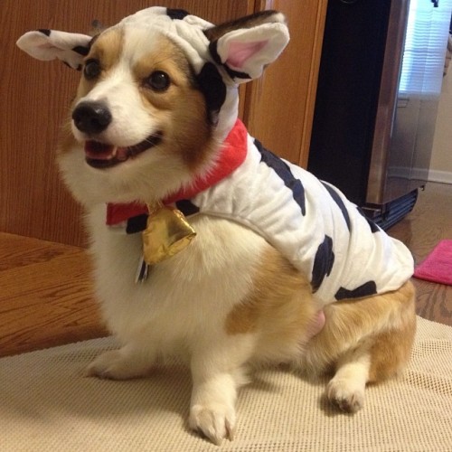 Hai, I Iz Cow. Moo #pembrokewelsh #corgi #halloween