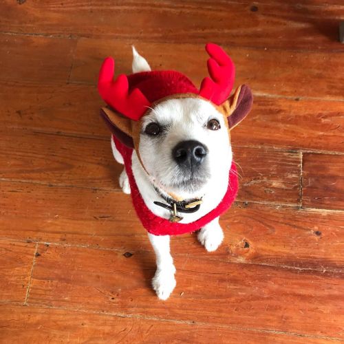 Happy Christmas!! Guess who loves wearing a costume, &amp; who hates it… #merrychristmas 