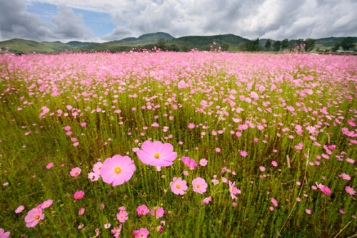 Sex Field of cosmos in Michoacan, Mexico. pictures