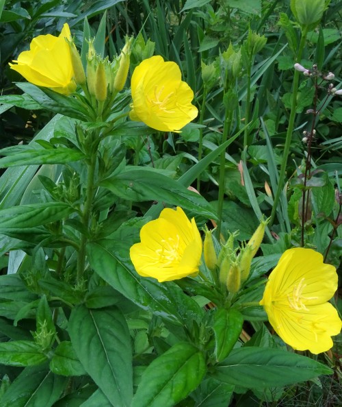 Blooming now in the garden, bright and happy Evening Primrose flowers. Tall and erect pink and yello