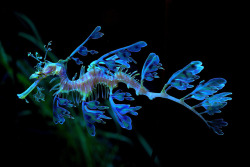 odditiesoflife:  Leafy Sea Dragons These stunning sea dragon pictures illuminate their mysterious beauty and extraordinary adaptations. The near-invisibility of their fins gives the sea dragons the appearance of floating seaweed that is drifting with