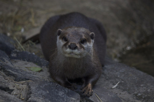 animals-animals-animals:  Otter (by Missud)  COME HERE YOU CUTE LITTLE SHIT LET ME HOLD YOUR HAND WHILE YOU SLEEP SO YOU DON’T DRIFT AWAY I LOVE YOU 