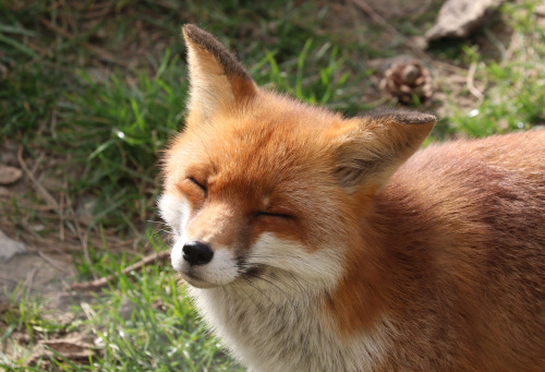thelittleredfox: Happy foxes request.