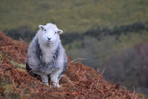 brigantias-isles: Herdwick Sheep, Lake District, Cumbria, England