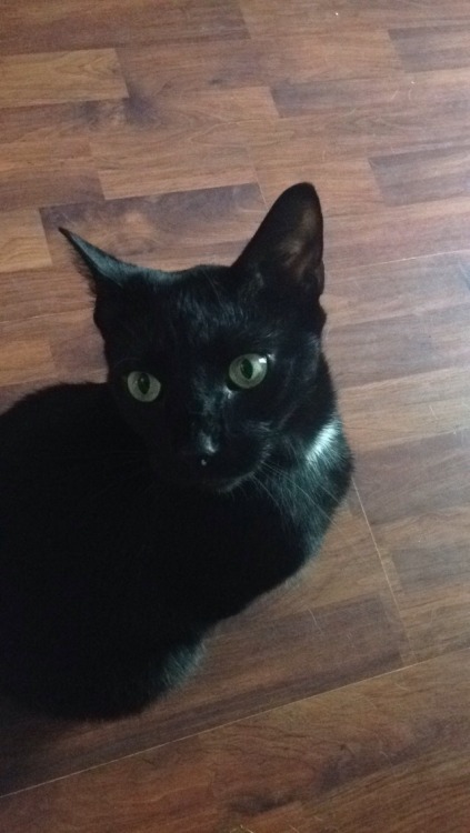 My sister’s black cat, Jake! He’s a cutie!(submitted by @askthejackfrost)