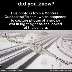 did-you-kno:  This photo is from a Montreal,