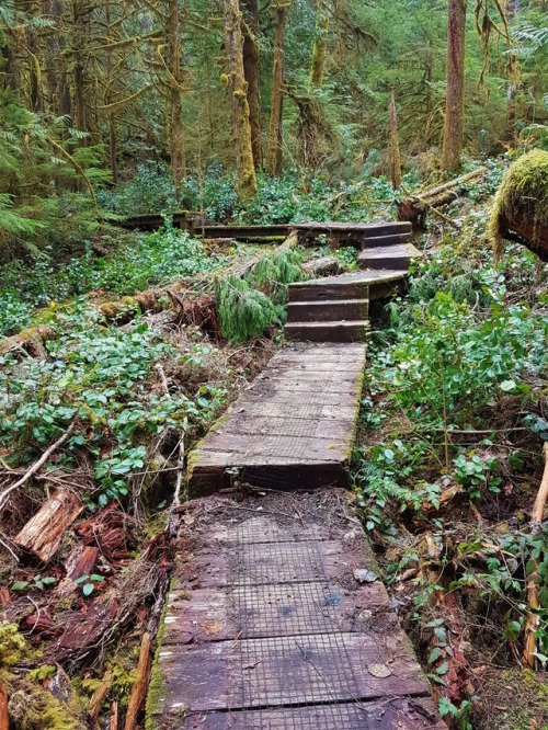 hikingvancouverisland:Cowichan River Footpath March 31 2017Skutz Falls - Mile 66 Trestle Loop