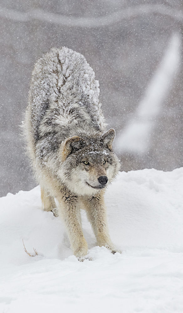 wolveswolves