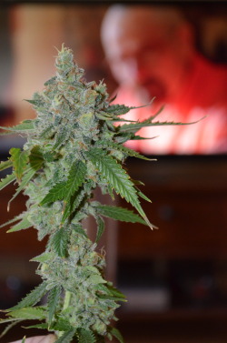 Stay lifted