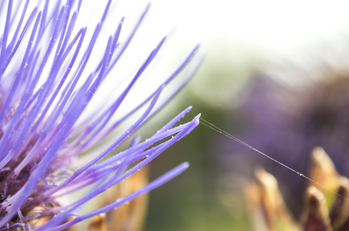 pragmaculture:artichoke flower with spider silk 