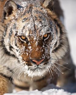 beautiful-wildlife:  Amur Tiger by suhaderbent 