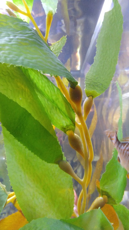 Macrocystis pyrifera is in the family Laminariaceae. Commonly known as giant kelp, it is found along