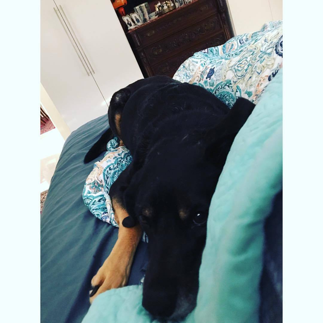 My cuddle buddy 😍🐶    #leighbeetravel #stpete #love #dogsofinstagram #muttsofinstagram