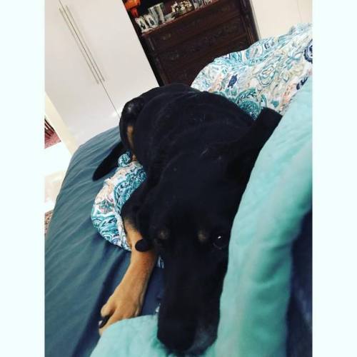 My cuddle buddy 😍🐶    #leighbeetravel #stpete #love #dogsofinstagram #muttsofinstagram #leilanygrenmarmes #cuddle #sleepy #latergram  https://www.instagram.com/problemsolver_revolver/p/BwuUCXcA4yf/?utm_source=ig_tumblr_share&igshid=1gmm38n9bdfyu