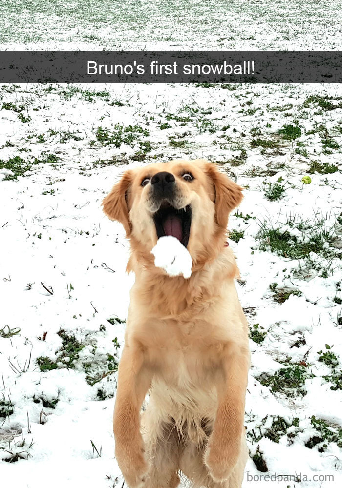 archiemcphee: Happy New Year! 2018 is the Year of the Doggo. This doesn’t officially