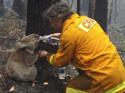 nikolawashere:  A firefighter gives water