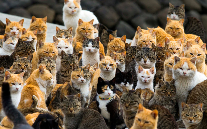 allcreatures:Cats crowd the harbour on Aoshima Island in the Ehime prefecture in