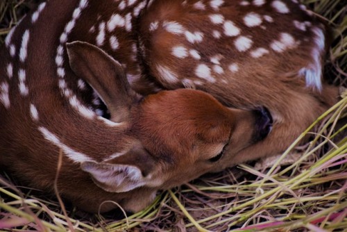 offleshandfeather:Just a reminder its fawn season! Watch where you are stepping and mowing!! We foun