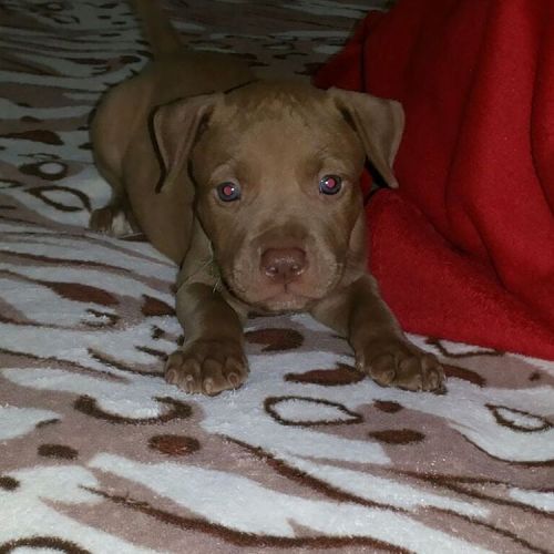 canilrjaws:Filhote (puppy) New Matt xXx Kind of Magic #puppy #puppys #puppylove #pitbull #pitbullsof