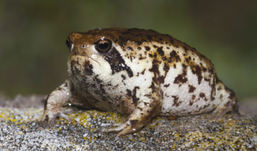 Desert Rain FrogFound in Namibia and South Africa, the Desert Rain Frog lives on the narrow strips o