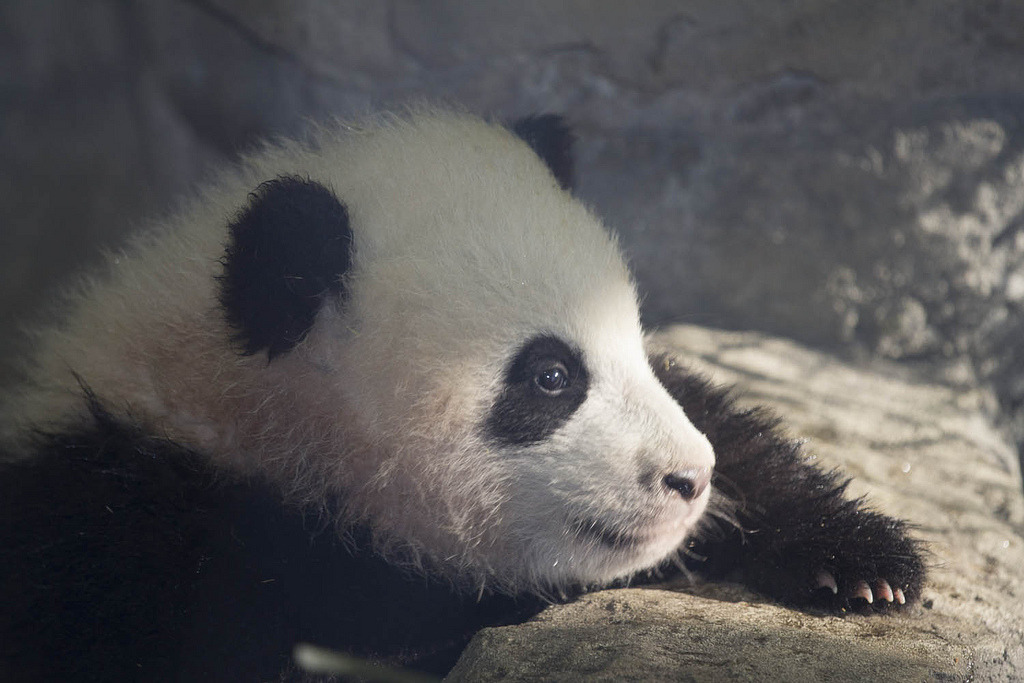 giantpandaphotos:  Bao Bao at the National Zoo in Washington D.C. on January 14,