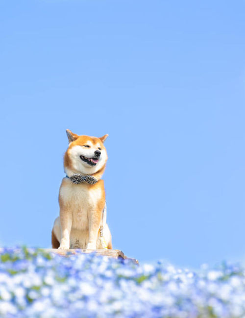 The cutest flower boi captured by Japanese photographer Masayo Ishizuki