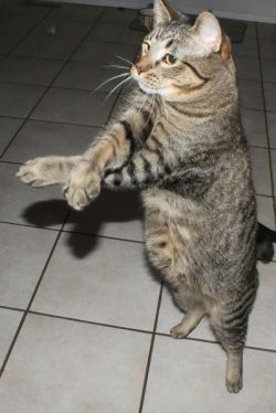 caturday:  Gangam Style