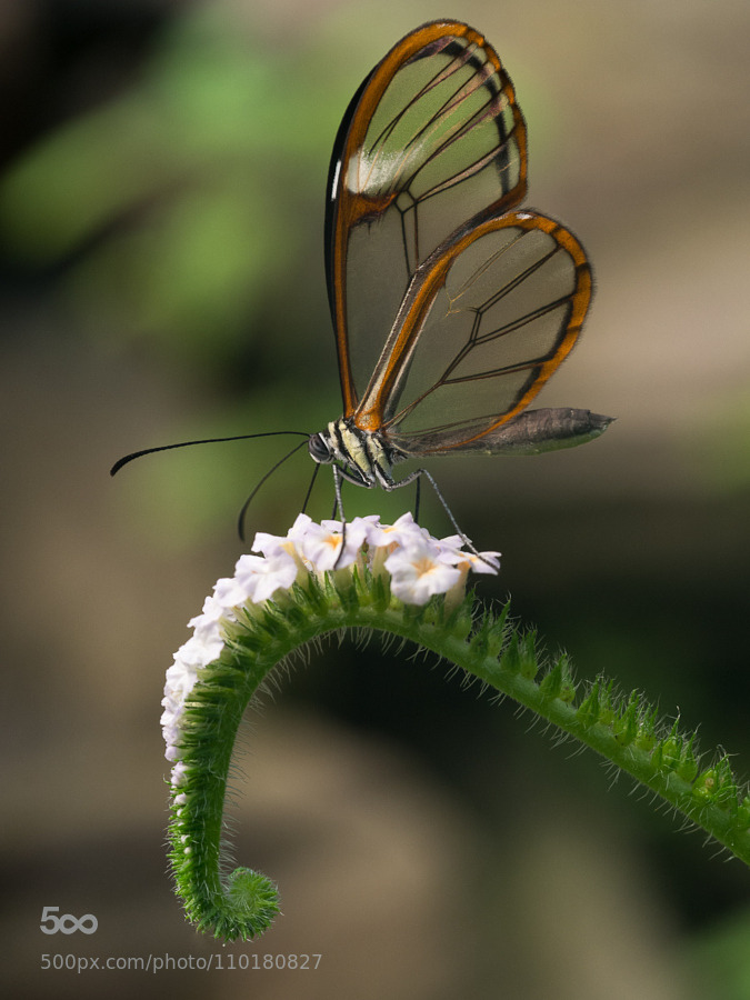go4photos:  Glasswinged butterfly by stivaleaa