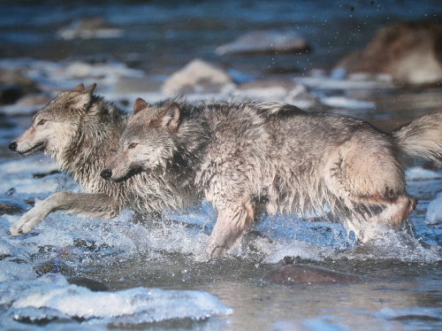 Porn Pics Chilly crossing (Timber wolves)