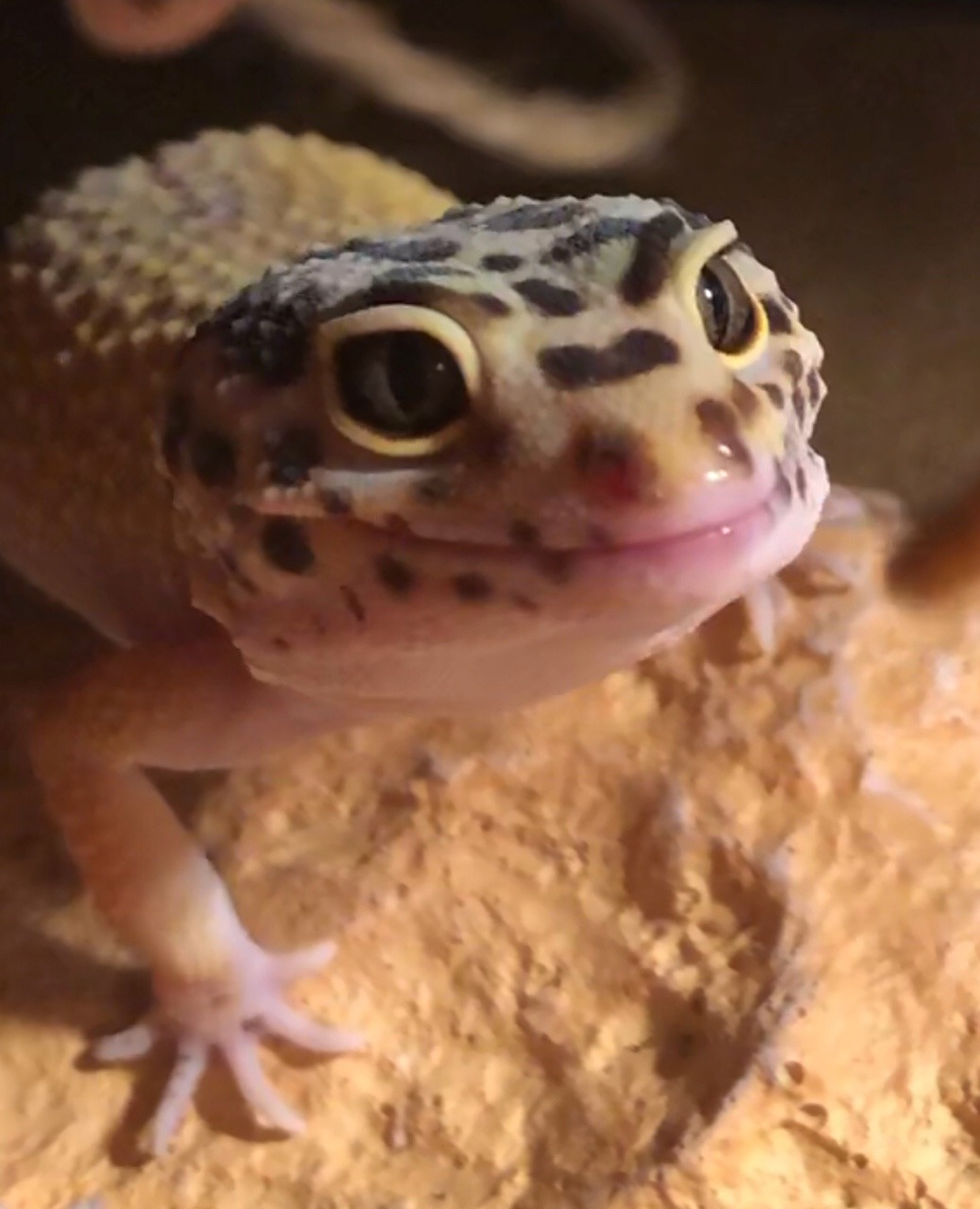 images Smiling Lizard Couple smiling gecko explore tumblr posts