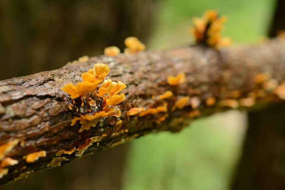 Periodismo Viajero Bienvenido Al Misterioso Reino Fungi